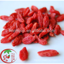 Free Pesticide organic goji berries